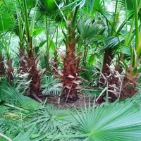 پالم زمینی در رودسر رحیم اباد