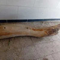 تنه درخت