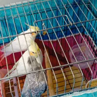 عروسی هلندی سالم نرو ماده