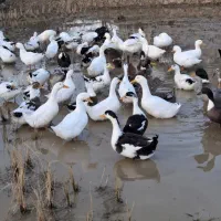 فروش اردک نر