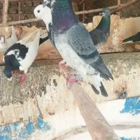 کفترگرفتنی دهات