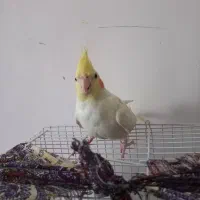 ۲عدد عروس هلندی نر