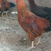 خروس لاری|حیوانات مزرعه|اسفراین, |دیوار