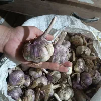 سیر درجه یک صادراتی