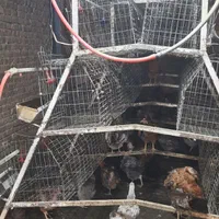 قفس مرغ تخمگذار