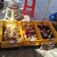 جوجه سلطان ، لهستانی، جوجه کردی، پا پر ،جوجه رنگی