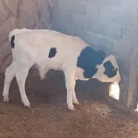 گوساله هلشتاین اصل