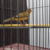 قناری.|پرنده|شیراز, شهرک والفجر|دیوار