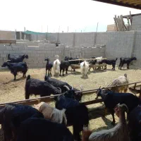 بز جوان