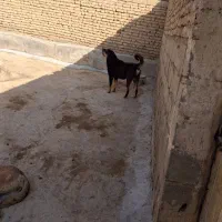 پژدرنصل دار