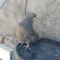 کبوتر ماده نوک قنار از جس سرور