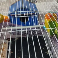 طوطک برزیلی(فیشر)