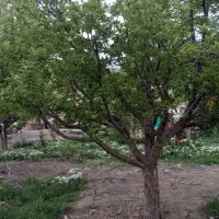 فروش  یک باب خانه وحیاط  قیمت توافقی