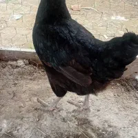 مرغ محلی تخم گزار