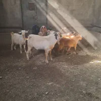 ۷راس بزدرجه یک جوان|حیوانات مزرعه|تنکمان, |دیوار