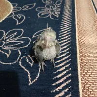 جوجه عروس هلندی