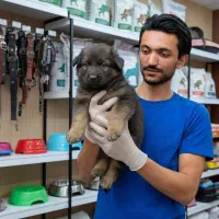 ژرمن شپرد دو رنگ مشکی بلوطی|سگ|تهران, شهرک چیتگر|دیوار