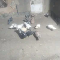 کفتر بوم