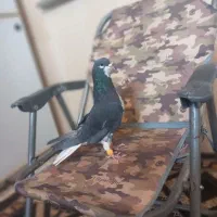 کبوتر شهری خوش قیمت|پرنده|کوهمره, |دیوار