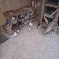 کبوتر تهران و کاشان