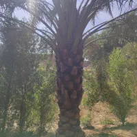 خدمات فروش نخل خرما|خدمات باغبانی و درختکاری|شوشتر, |دیوار