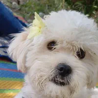 سگ گمشده|حیوانات|کهریزک, |دیوار