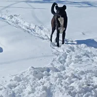 سک سرابی|سگ|ترکمانچای, |دیوار