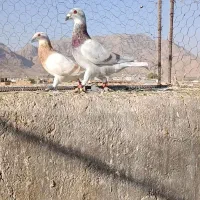 کبوتر|پرنده|شیراز, آزادگان|دیوار