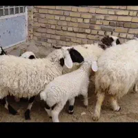 کره وکشک سفید و قره قوروت ترش و شیرین