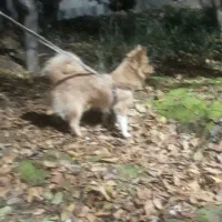 سگ پامر خانگی|سگ|رباطکریم, الارد|دیوار