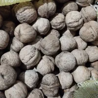 گردو درجه یک سپیدان مغز سفید بدون خرابی عالی|عمده‌فروشی|شیراز, گویم|دیوار