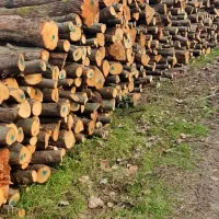 خریدار چوب باغی .کاتین صنوبر. چوب پرتقال.ساختمانی|خدمات باغبانی و درختکاری|تنکابن, |دیوار