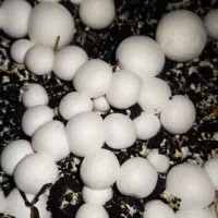 فروش تجهیزات پرورش قارچ در حد نو|ماشین‌آلات صنعتی|کرمان, |دیوار