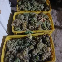 انگور برای شیره