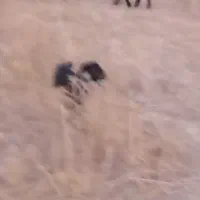 بزکهردار