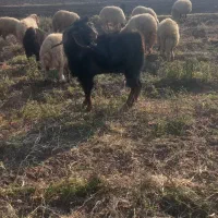 نر بز نژاد دار|حیوانات مزرعه|دره شهر, |دیوار