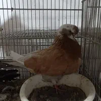 کبوتر نوک قنار و نوک ریز|پرنده|مشکین‌دشت, |دیوار