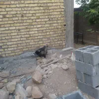 مرغ و خروس