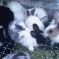 حیوانات خانگی عموحسن|اسباب‌بازی بچه|قائن, |دیوار