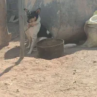 سگ پا کوتاه|سگ|سیرجان, |دیوار