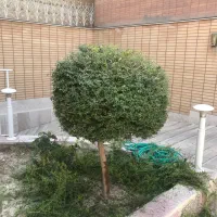 مه پاش خدمات باغچه و باغ کاشت و جابجایی|خدمات باغبانی و درختکاری|اصفهان, باغ فدک|دیوار
