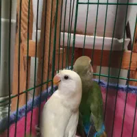 طوطی کوتوله برزیلی|پرنده|رشت, کوی امام رضا|دیوار