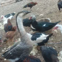 یک جفت قوغاز|حیوانات مزرعه|قزوین, |دیوار