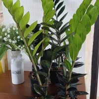 زاموفیلیا بلک|گل و گیاه طبیعی|شیروان (خراسان), |دیوار