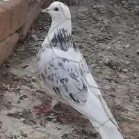 کفتریا کبوتر