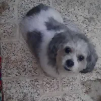 واگذاری سگ شیتزو تربیت شده|سگ|محمدشهر, محمدشهر|دیوار