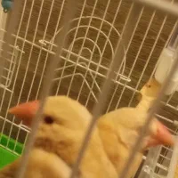 سهره عروس کفتر فنج نرگسی|پرنده|قم, بکایی|دیوار