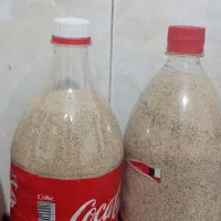 بذر اصلی درجه یک،توم|گل و گیاه طبیعی|کوهدشت, |دیوار