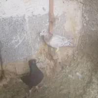 111|پرنده|شیراز, میرزاکوچک خان|دیوار