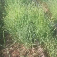 نهال پیاز مینروا سفید دستگیر